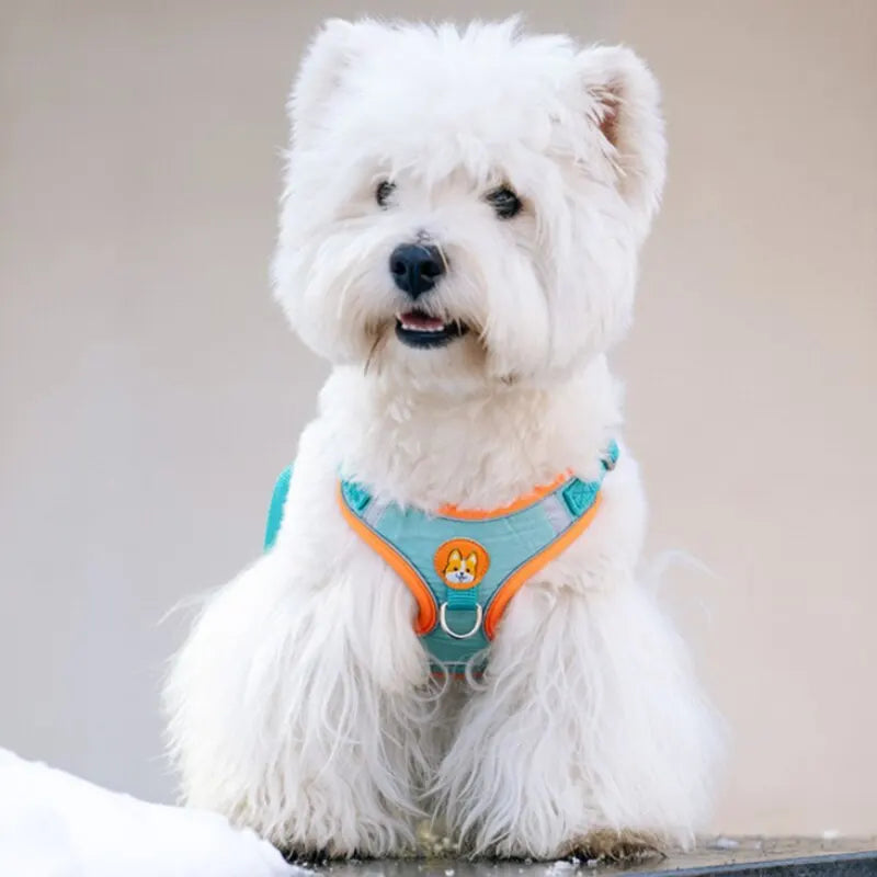 Adjustable No Pull Pet Reflective Dog Harness Lead Walking Running Leashes Cat Chest Strap Vest Leash - Curl and Collar