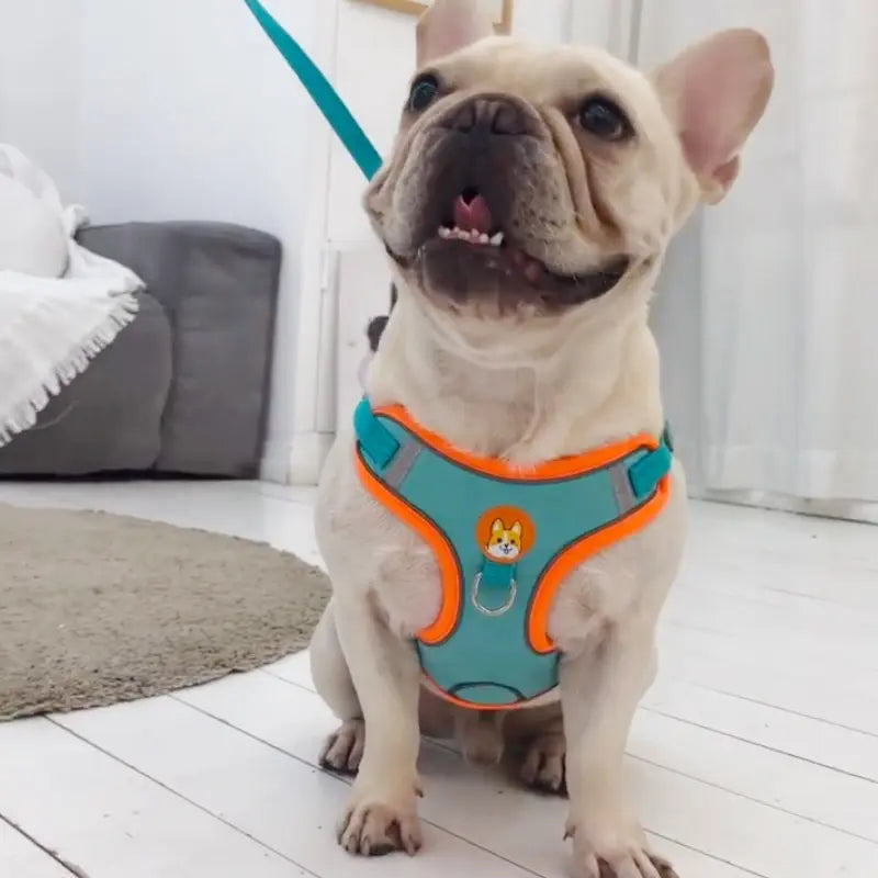 Adjustable No Pull Pet Reflective Dog Harness Lead Walking Running Leashes Cat Chest Strap Vest Leash - Curl and Collar