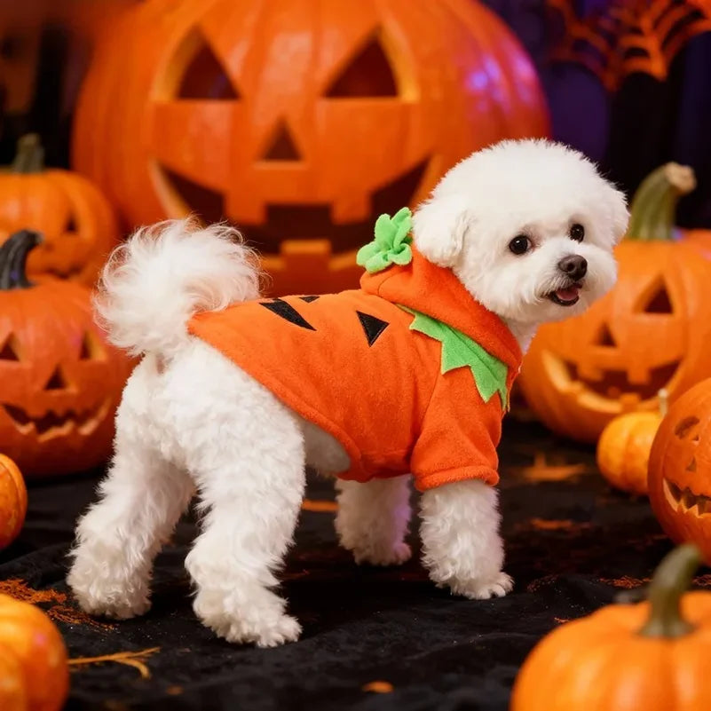 Hot Sale Halloween Pumpkin Pet Costume Autumn Winter Transformed Outfit Casual Daily Clothes For Dogs - Curl and Collar