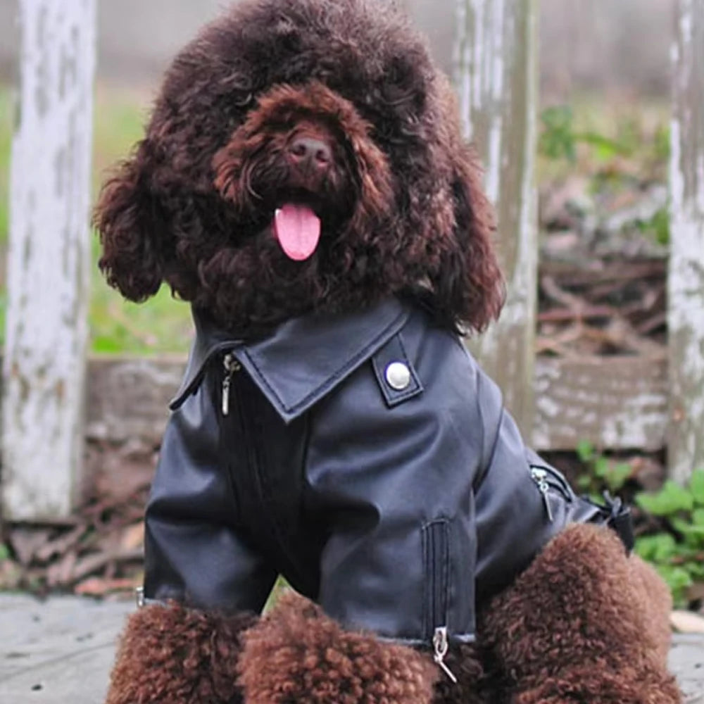 Glorious Eagle Pattern Dog Coat PU Leather Jacket Soft Waterproof Outdoor Puppy Outerwear Fashion Clothes For Small Pet - Curl and Collar