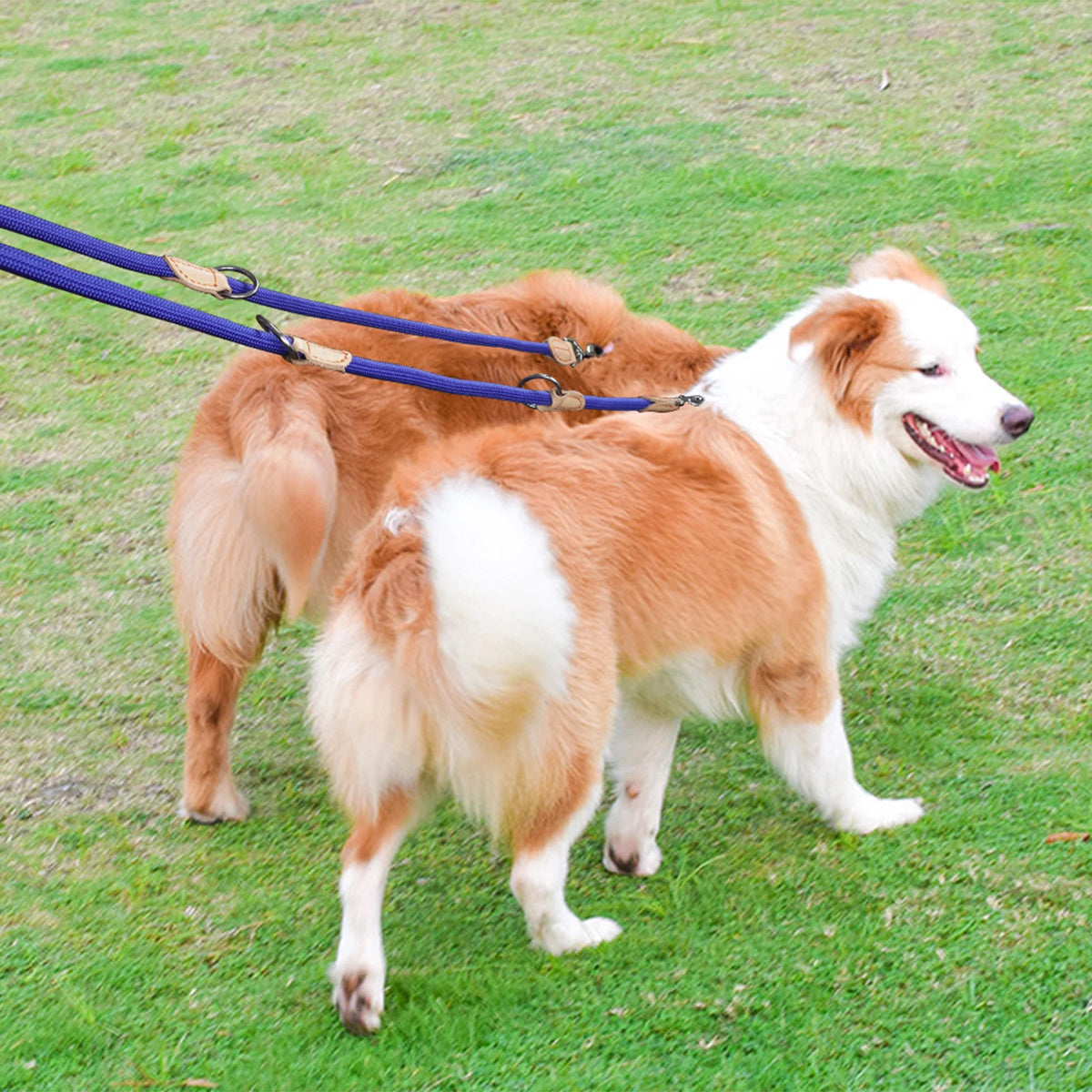 210cm Double Dog Leash – Adjustable Nylon Hands-Free Lead for Small & Medium Dogs - Curl and Collar