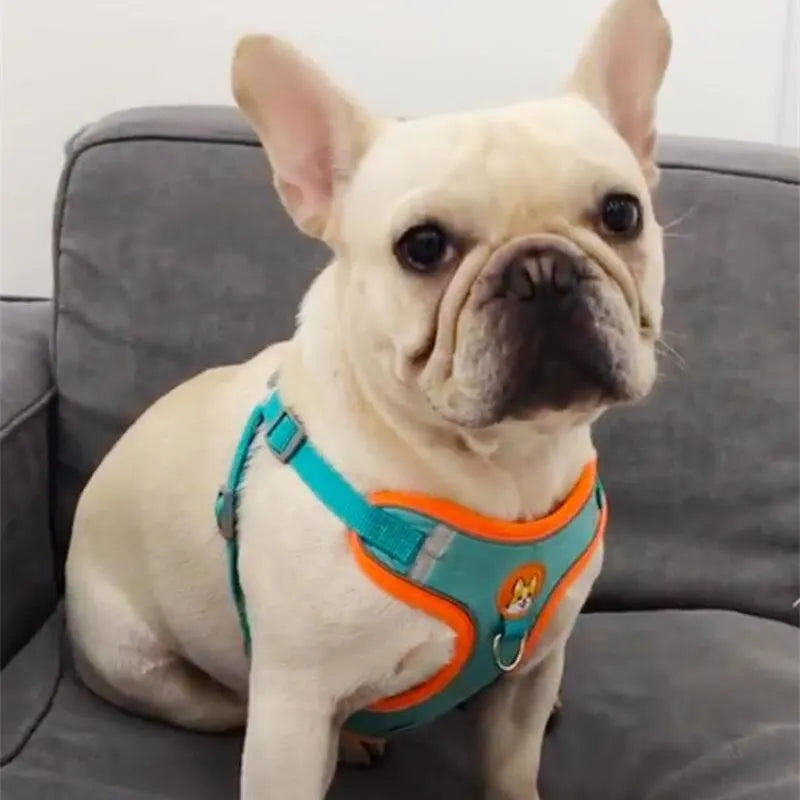 Adjustable No Pull Pet Reflective Dog Harness Lead Walking Running Leashes Cat Chest Strap Vest Leash - Curl and Collar
